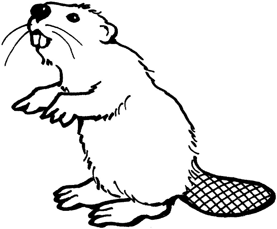 Beaver.jpg