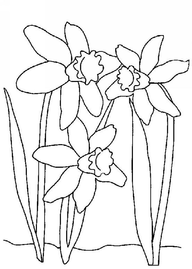 daffodil coloring pages free - photo #8
