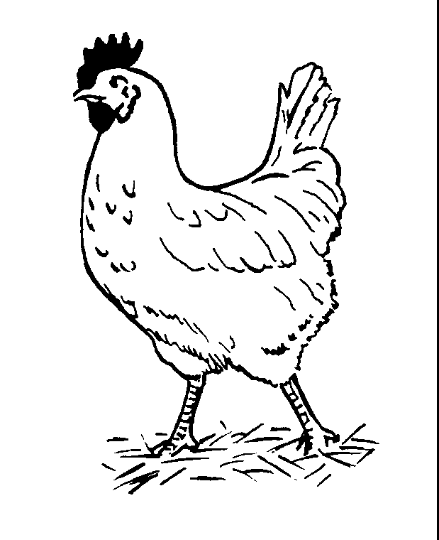 hen