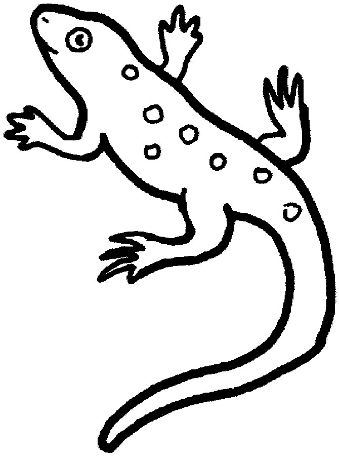 Lizard coloring pages