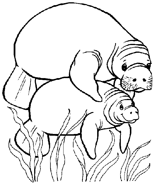 manatees coloring pages - photo #4