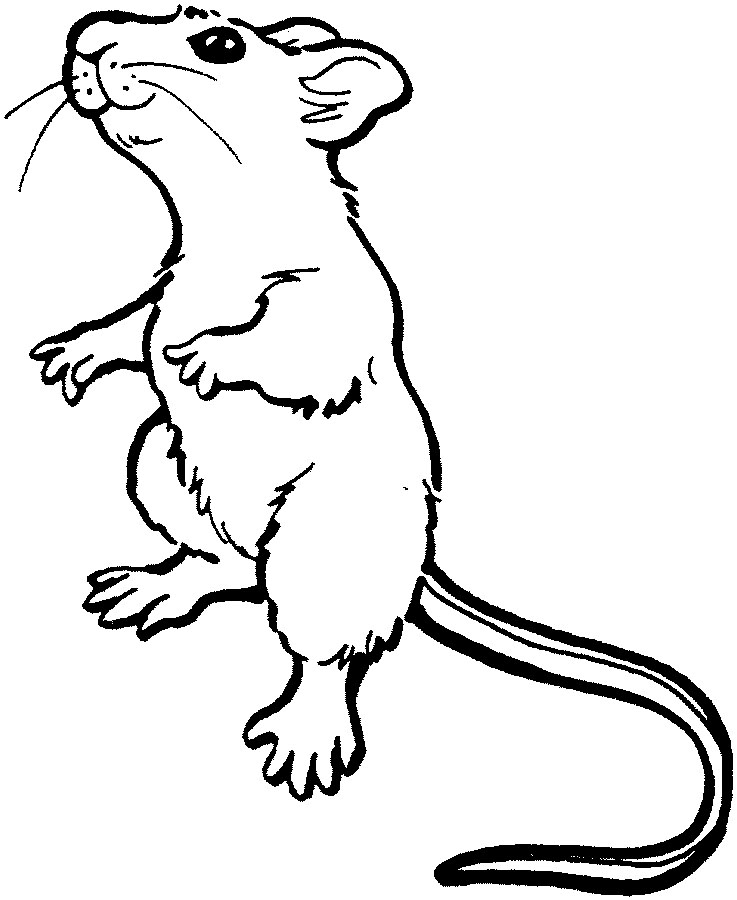 mouse drawing clip art - photo #37