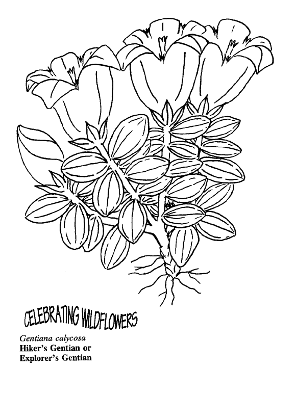 rainforest plants coloring pages - photo #29