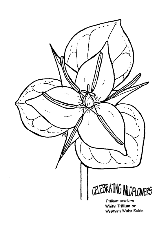 rainforest plant coloring pages - photo #12